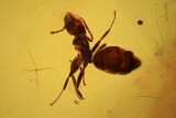 Detailed Fossil Fly (Diptera) & Ant (Formicidae) In Baltic Amber #105463-2